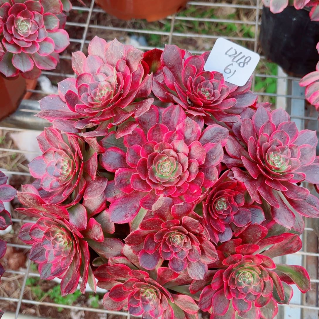 一物一拍多肉法师61