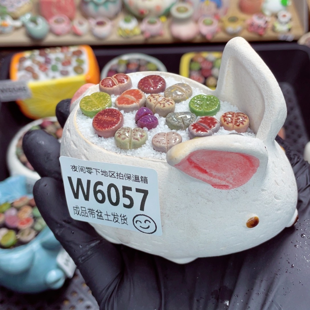 夜间零下地区拍保温箱w6057