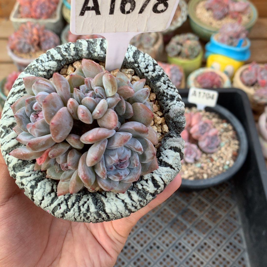 A1678 星影 有砍7.5cm