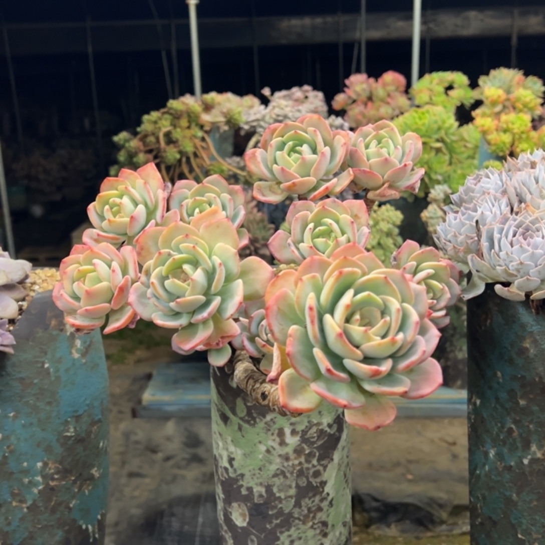 老桩白月光加盆加物流