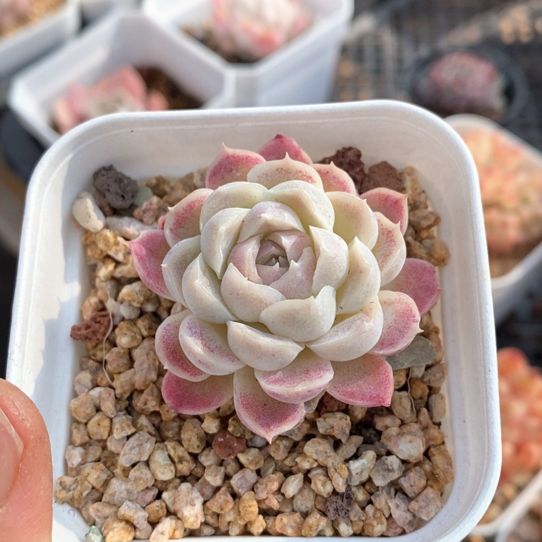 精品多肉一物一的拍3