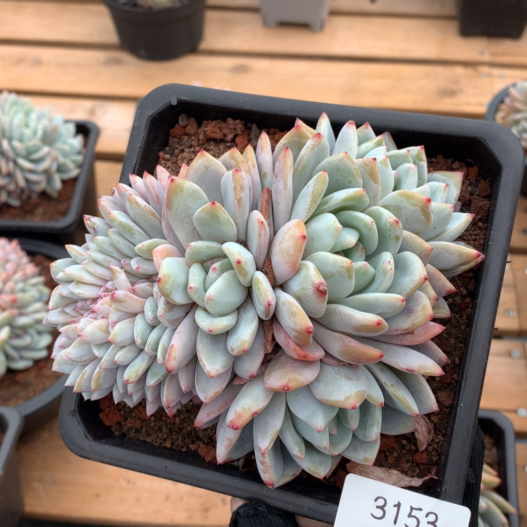 15.5厘米胸花星影缀3153