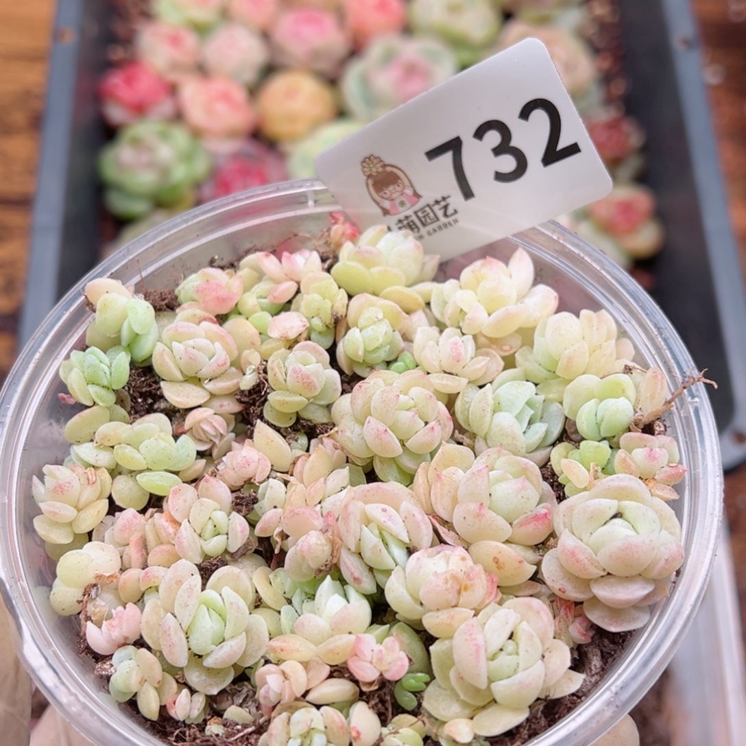 多肉植物多肉植物