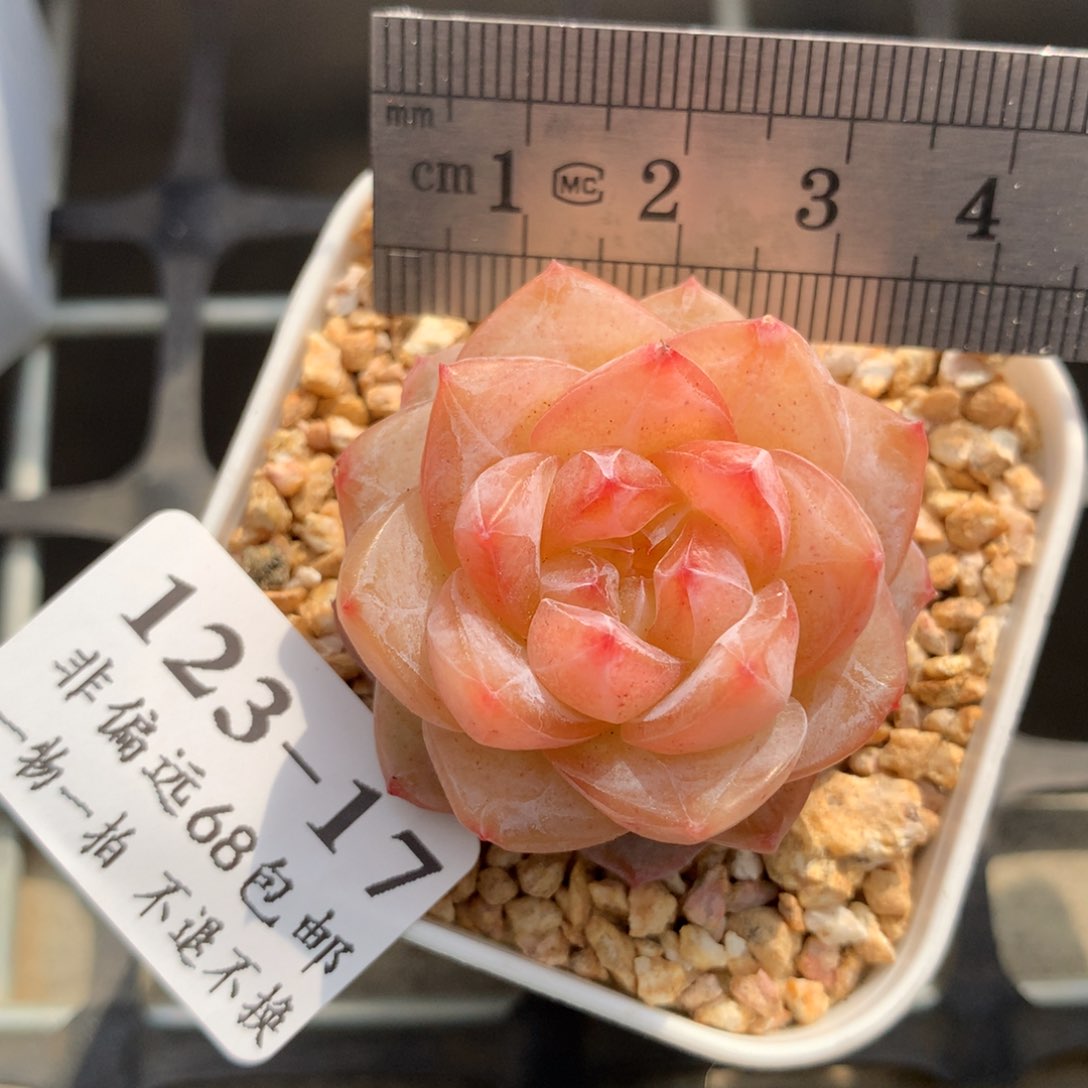 17。粉钻。糖心多肉。