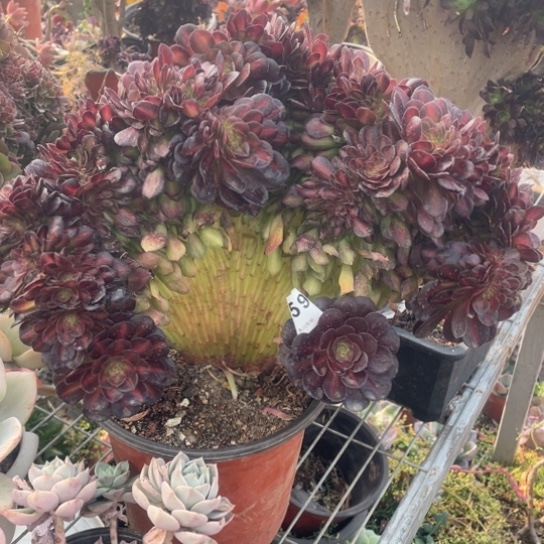 659抹茶缀38厘米