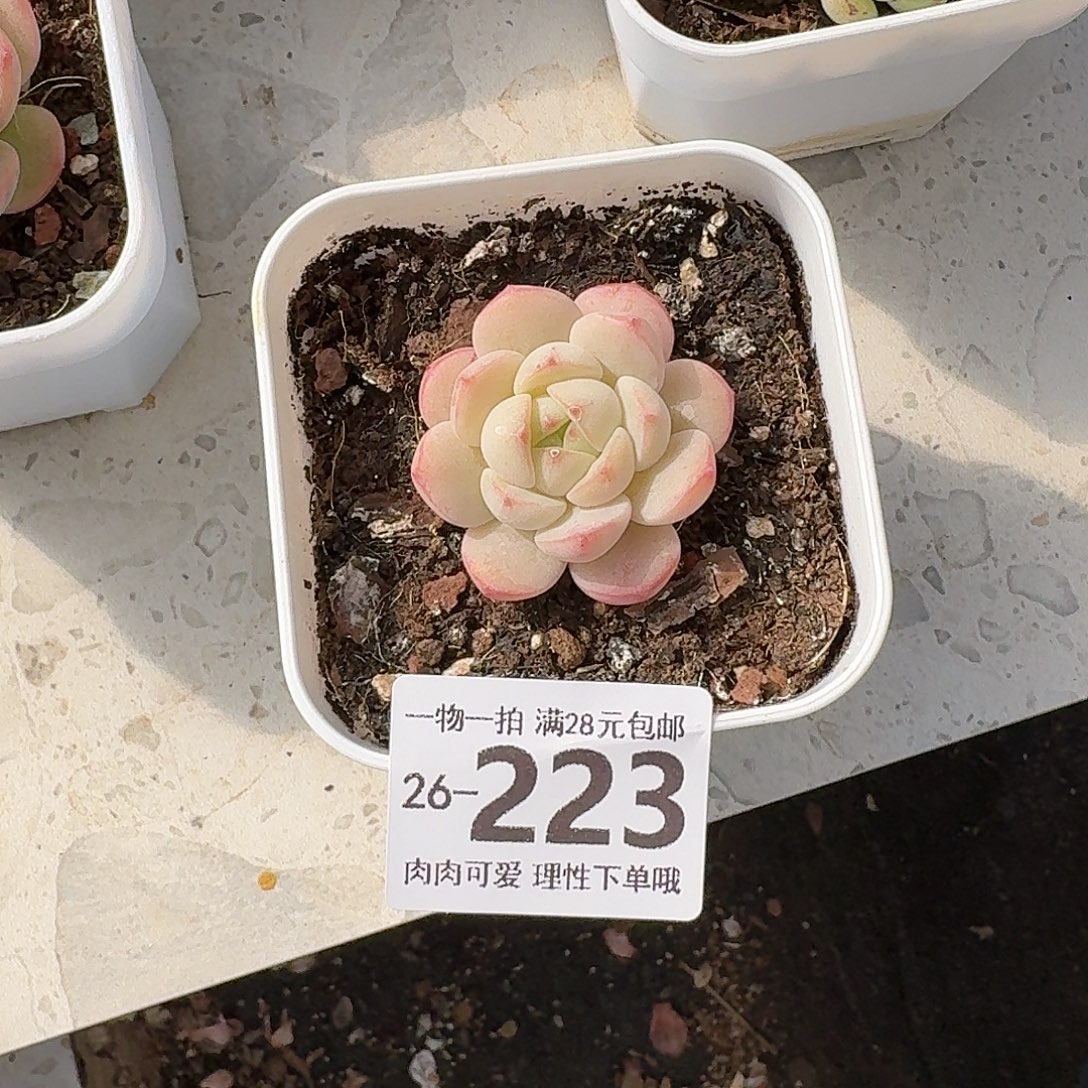 白底香草无盆土发货无