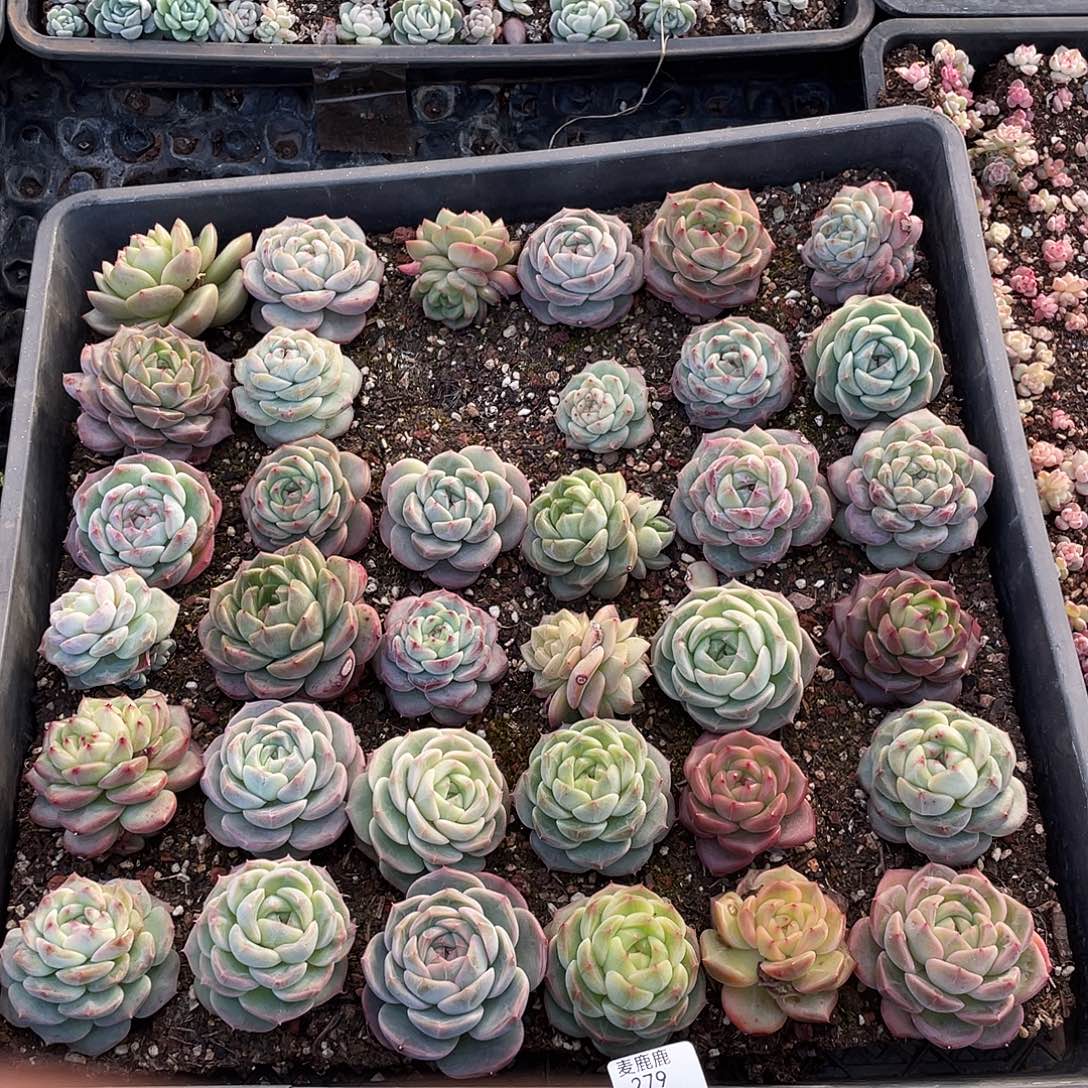 香***草279。  定。        