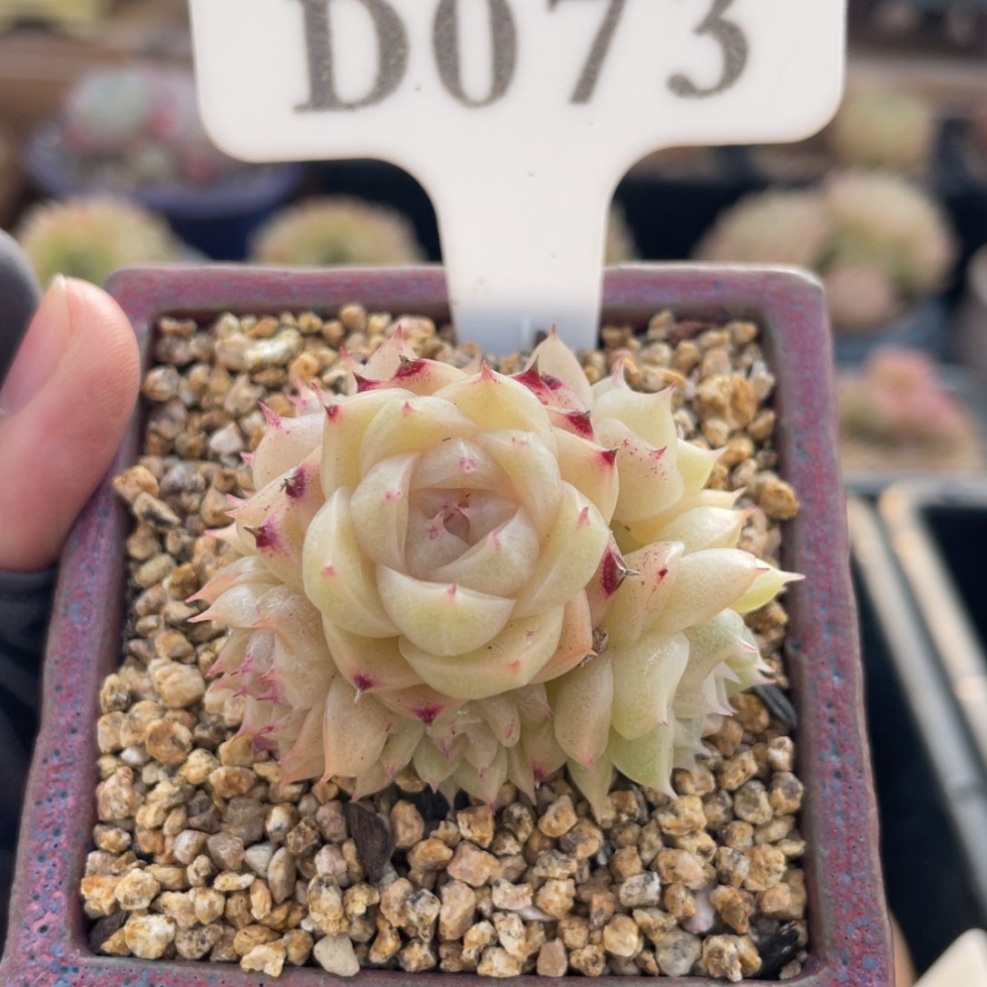 073 麦秆群 4.5厘米 不带盆