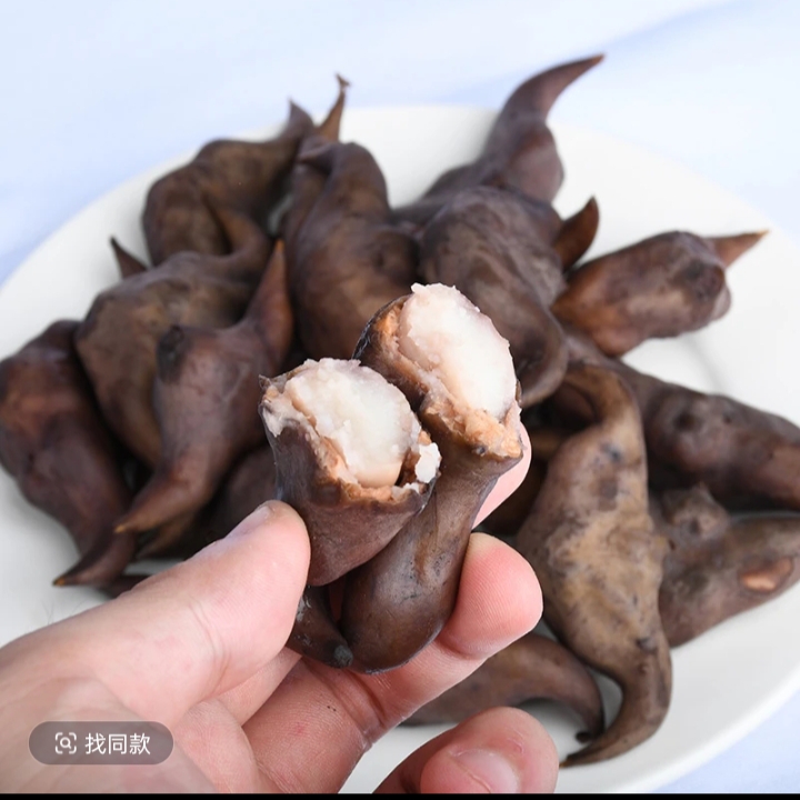 江西上饶沙溪农家土菱角