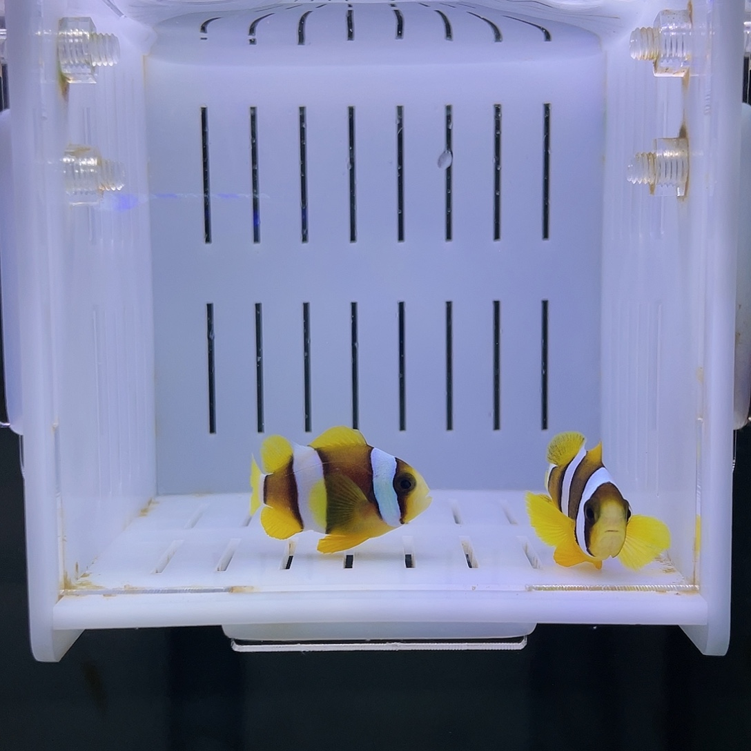 水母金双带小丑鱼