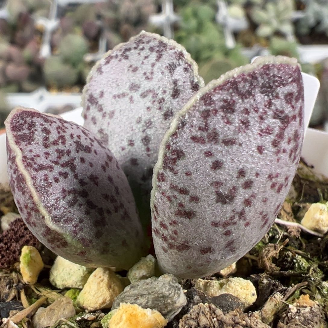 w芋泥色斑点款实生新品