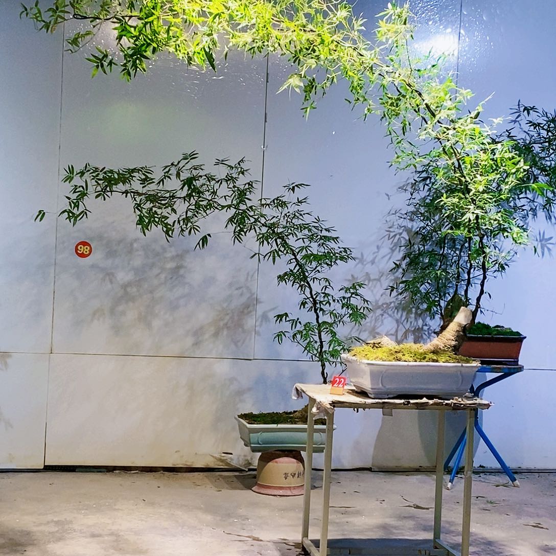 百***琳无花朵小叶簕竹一物一拍