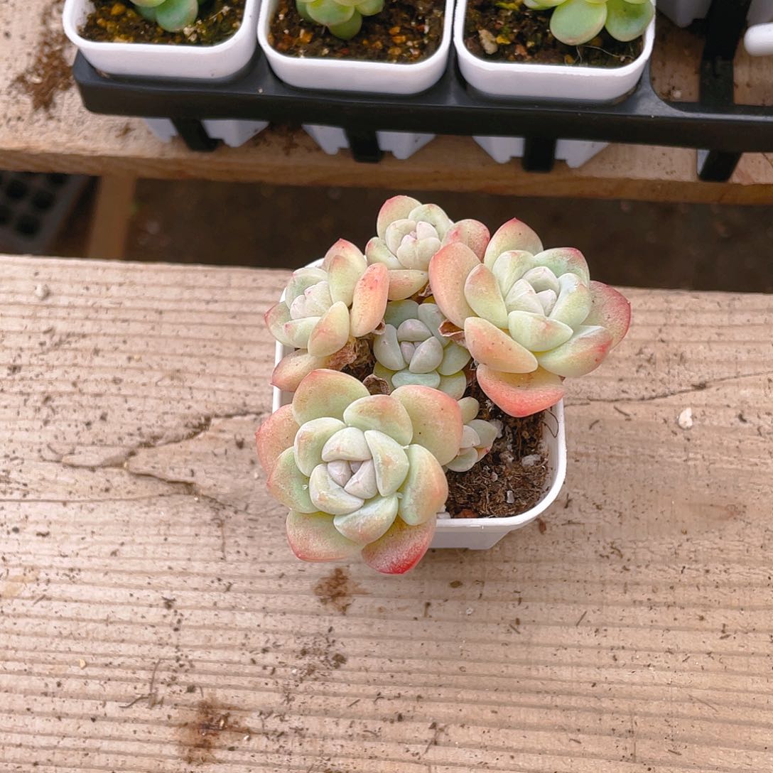 虎****6六头杆子冰玉不包整盆一个满25包邮