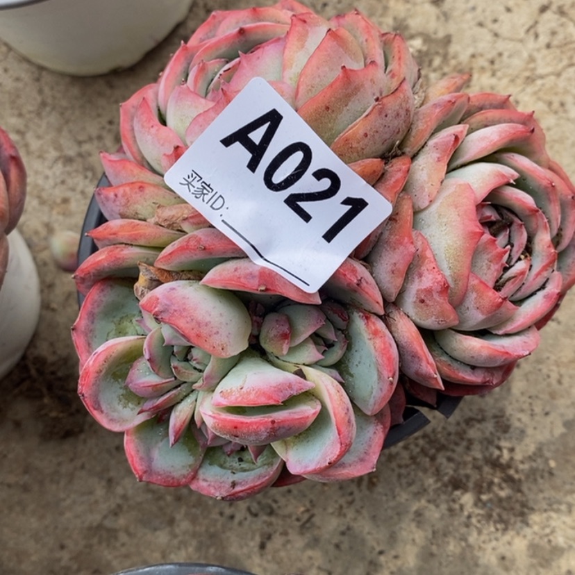 【闪购商品】果**台多肉植物