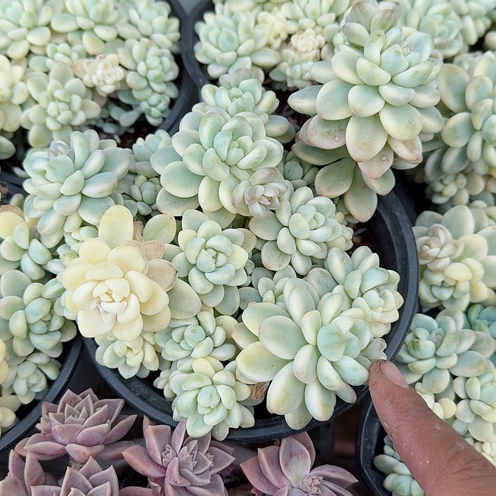 劳尔锦多肉植物精品