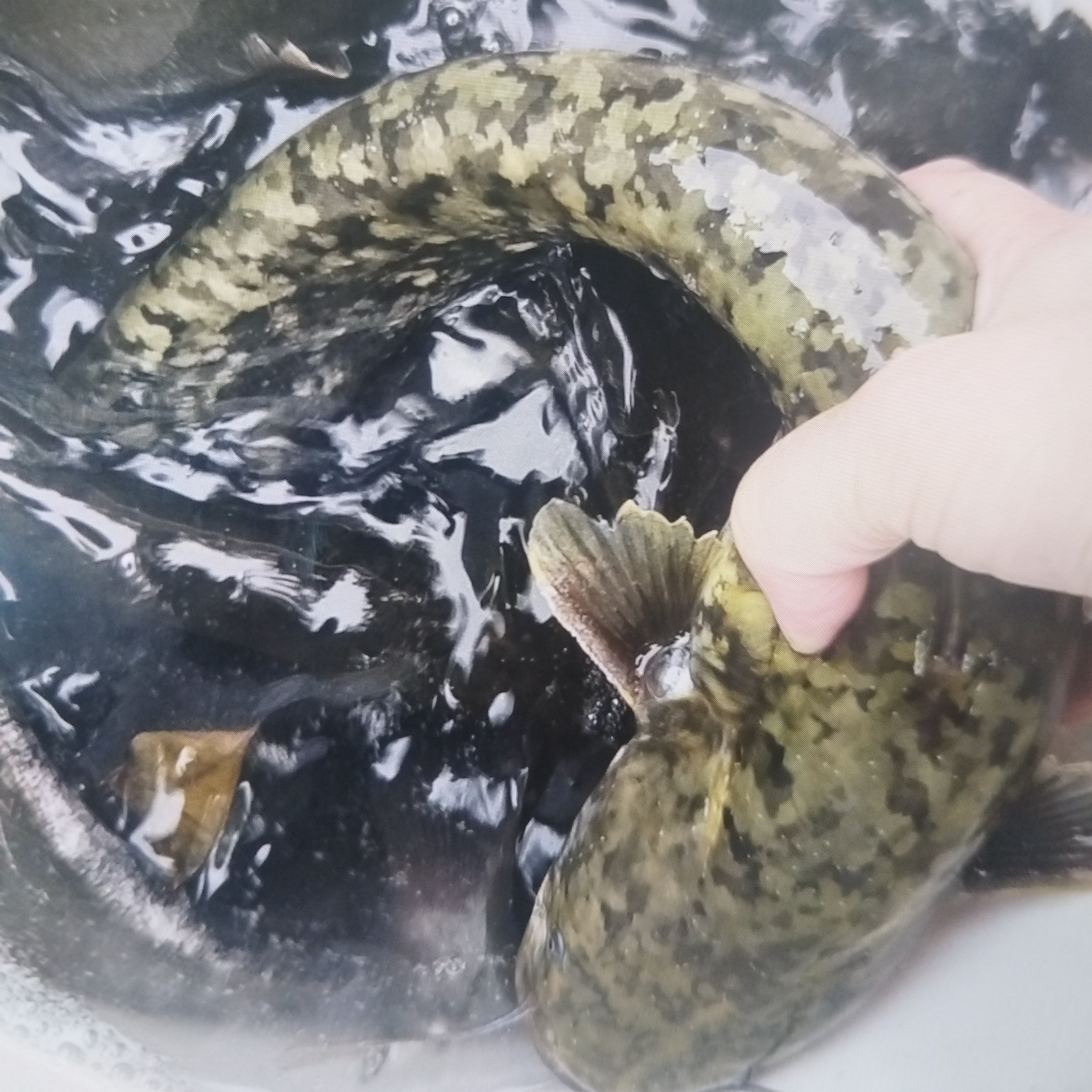 正宗纯野生活水鲶鱼