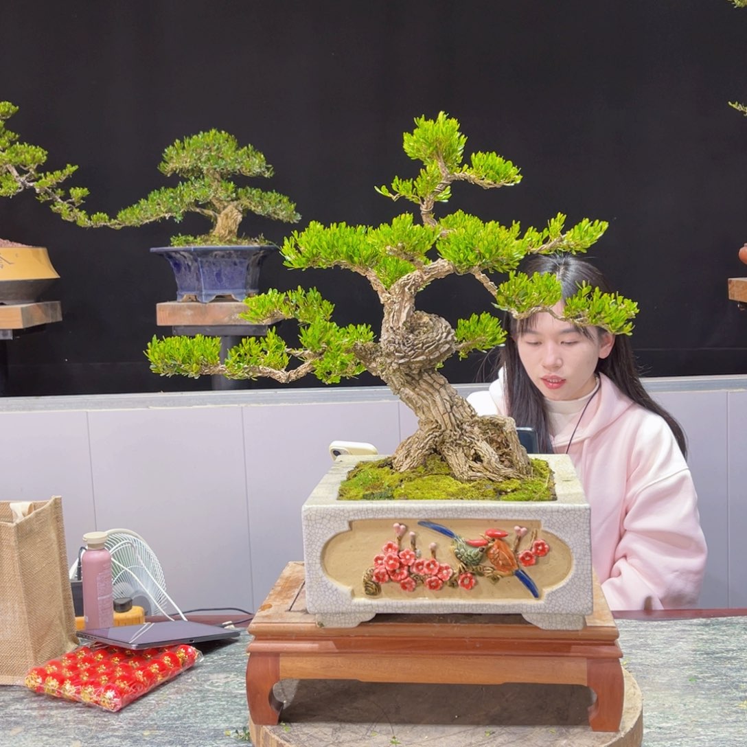 四季常青老桩黄杨盆景