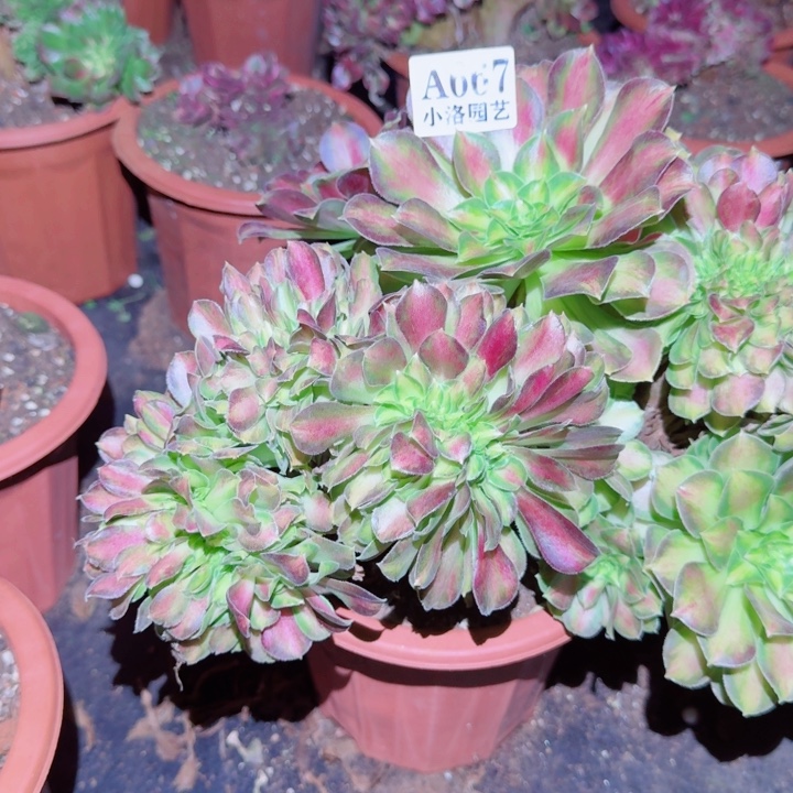 667韶华缀化多肉植物满28包邮