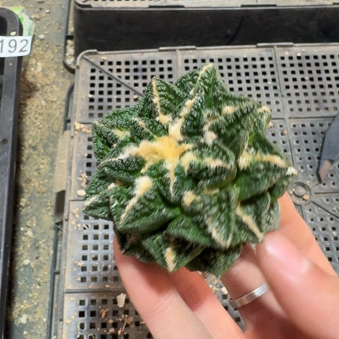 364号仙人球小萝卜根