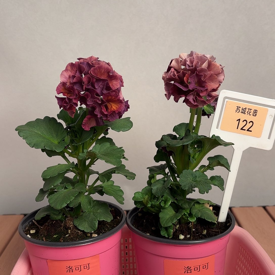 大部分开放少量花苞122