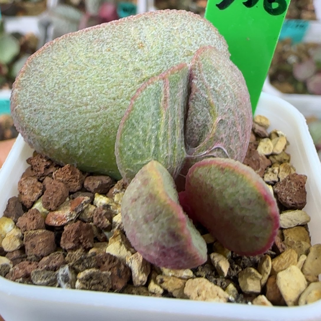 编号556大叶插，四方盆发