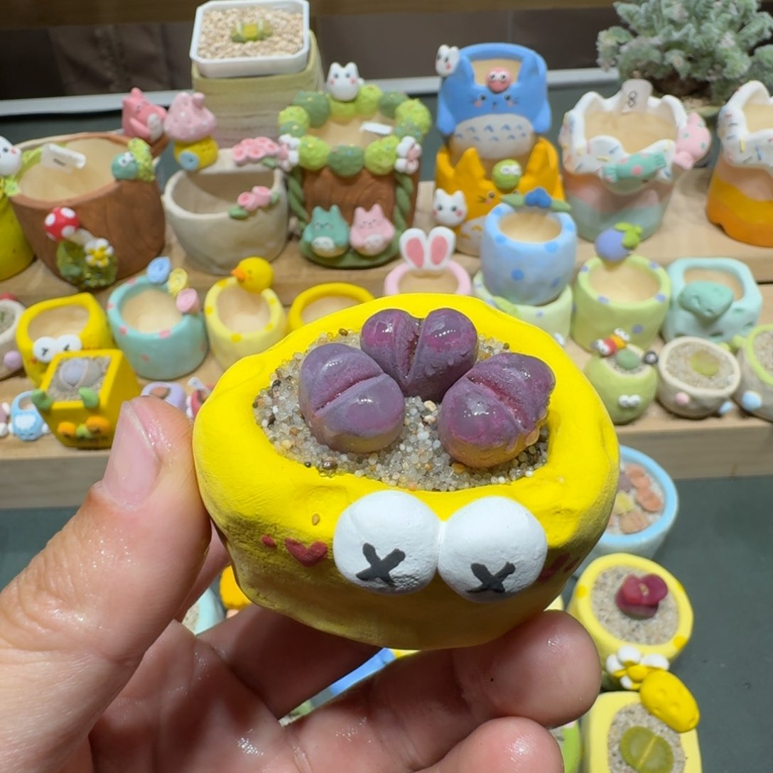 红陶蘑菇715红大内