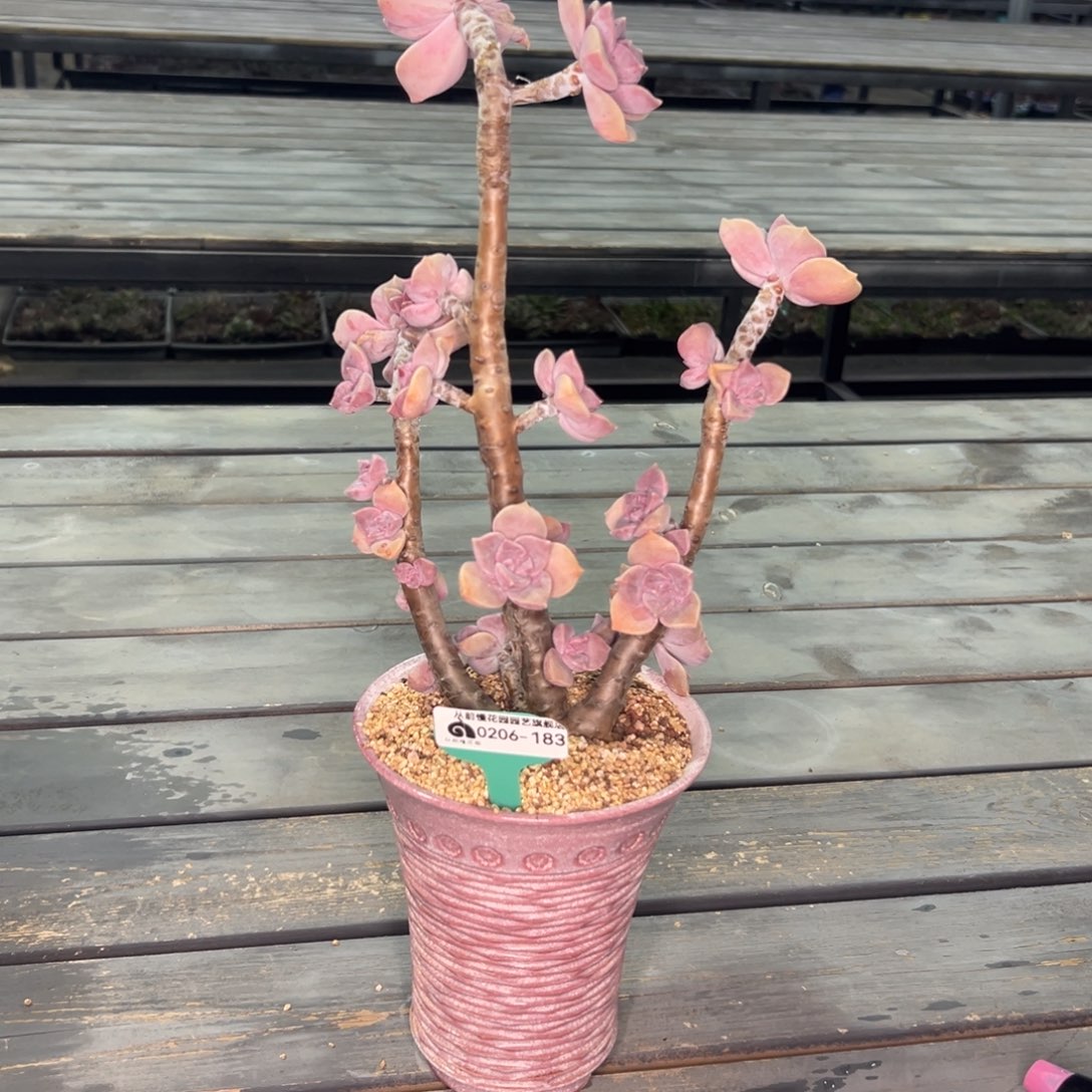 多肉一物一拍0206-183