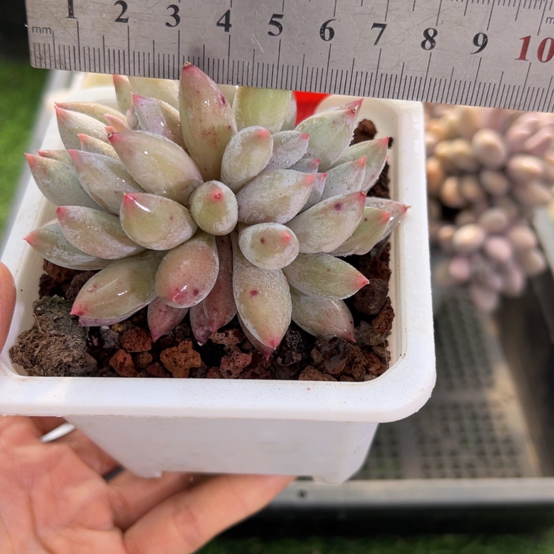 表妹精品多肉1508.