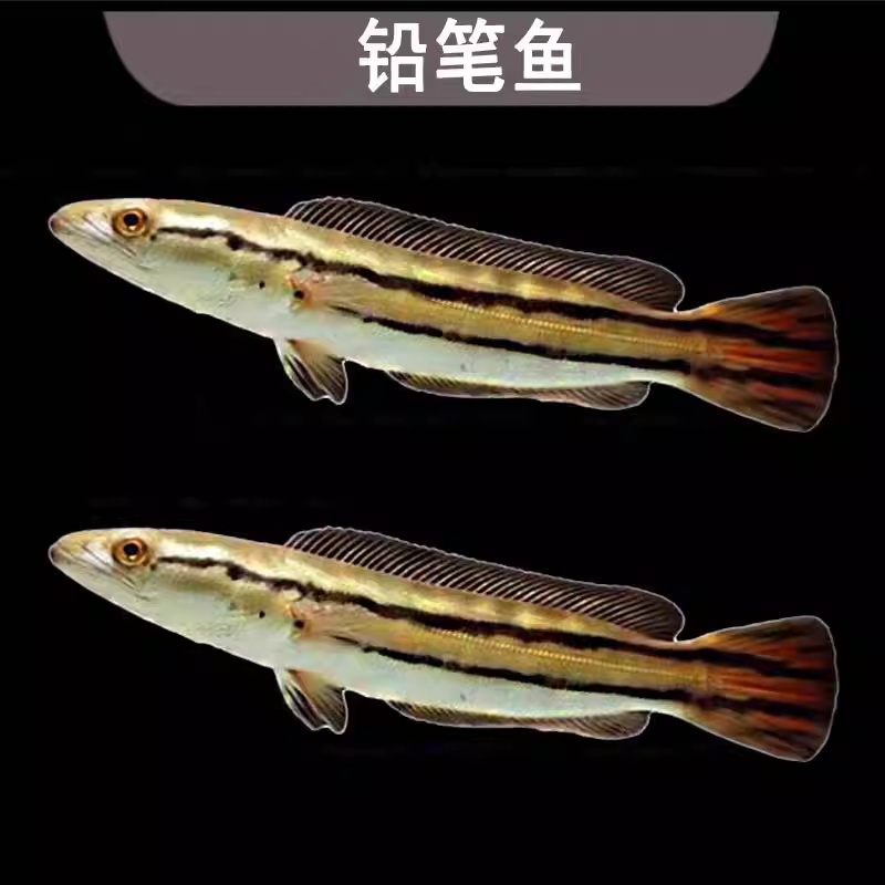 大铅笔鱼新手好养鱼苗雷龙小盾鳢多曼大型凶猛肉食龙鱼热带观赏鱼