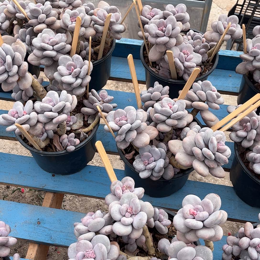 大叶奶多肉0000000000