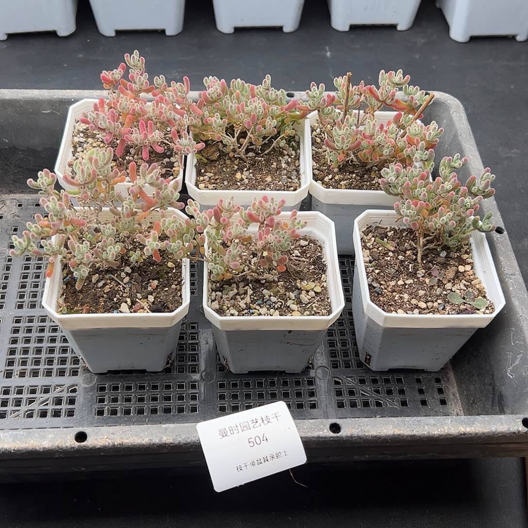 504号枝干冰晶6颗12.12多肉