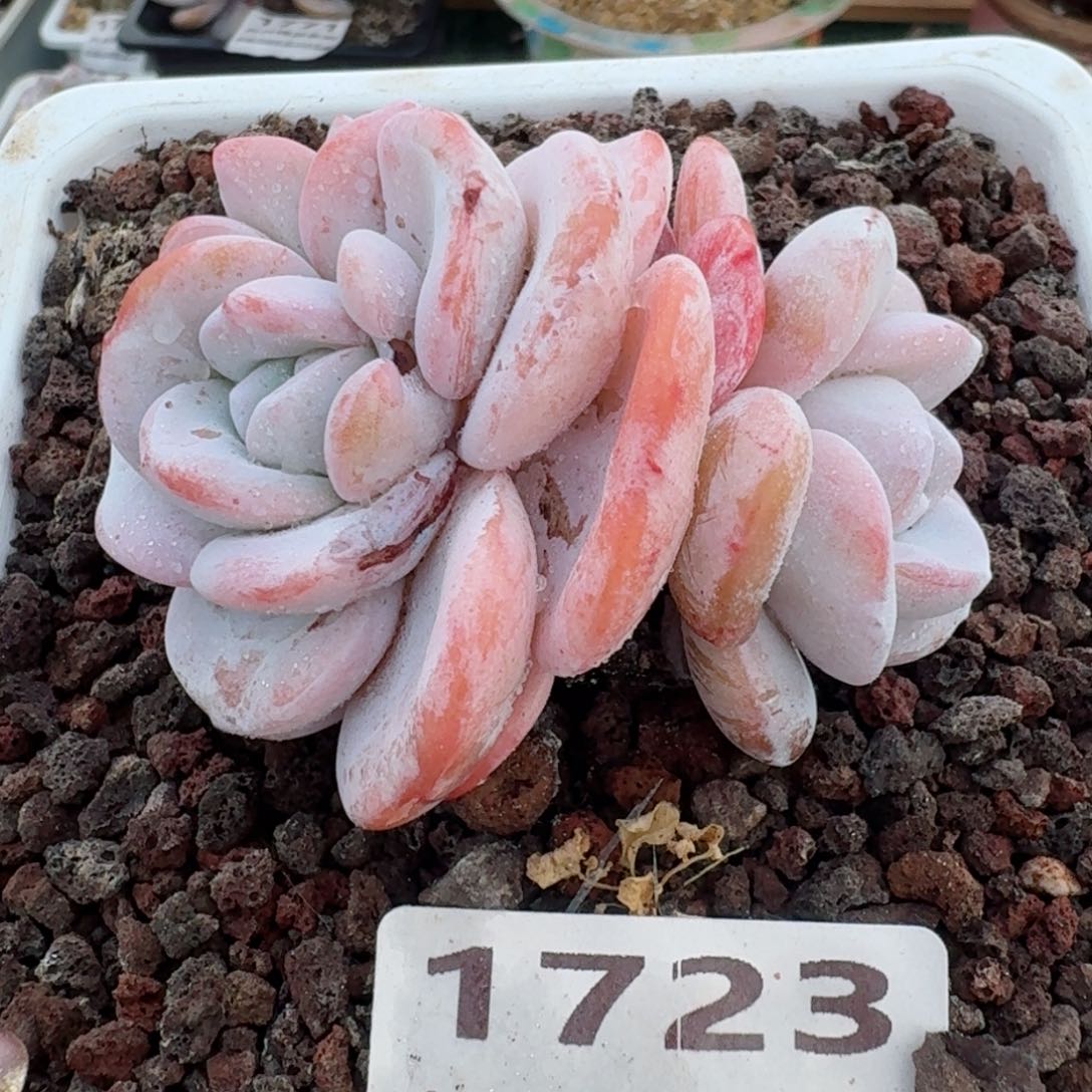 1723系，物一拍（满28包邮