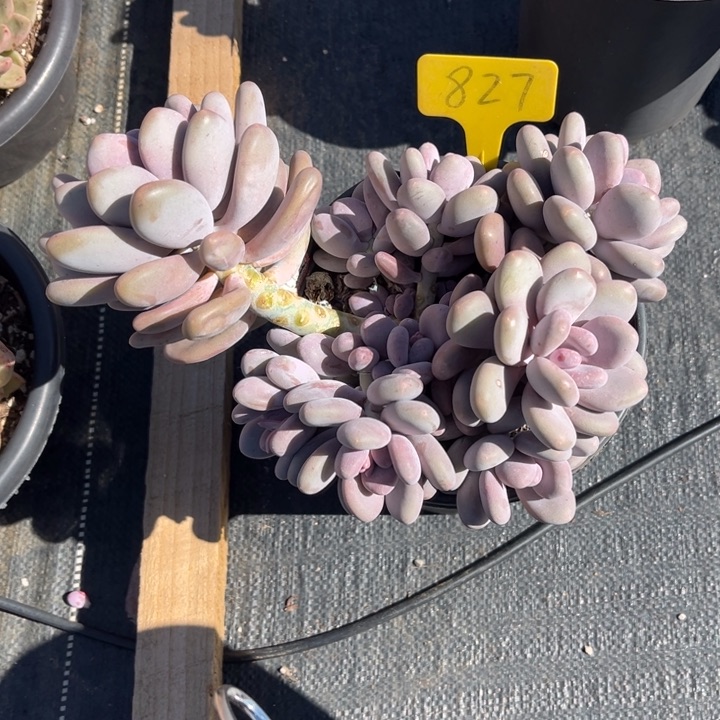 大叶奶多肉植物827