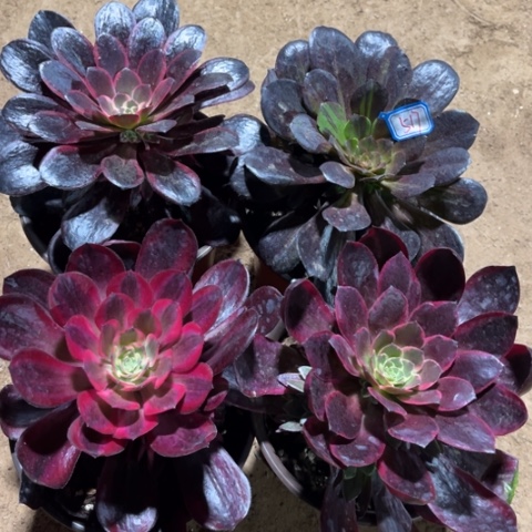 517多肉植物组合