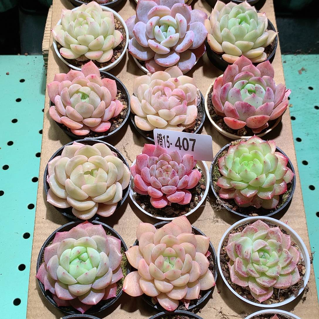 15-407一物一拍带盆18颗