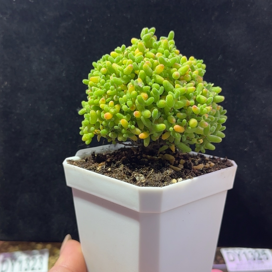 dy1332精控蜜橘直杆三岔蘑菇头冠幅7cm
