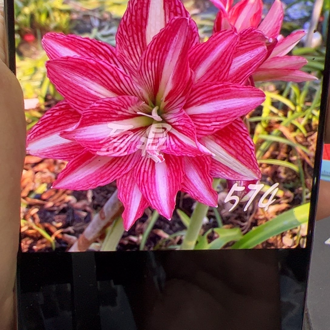 朱顶红574开花球1号