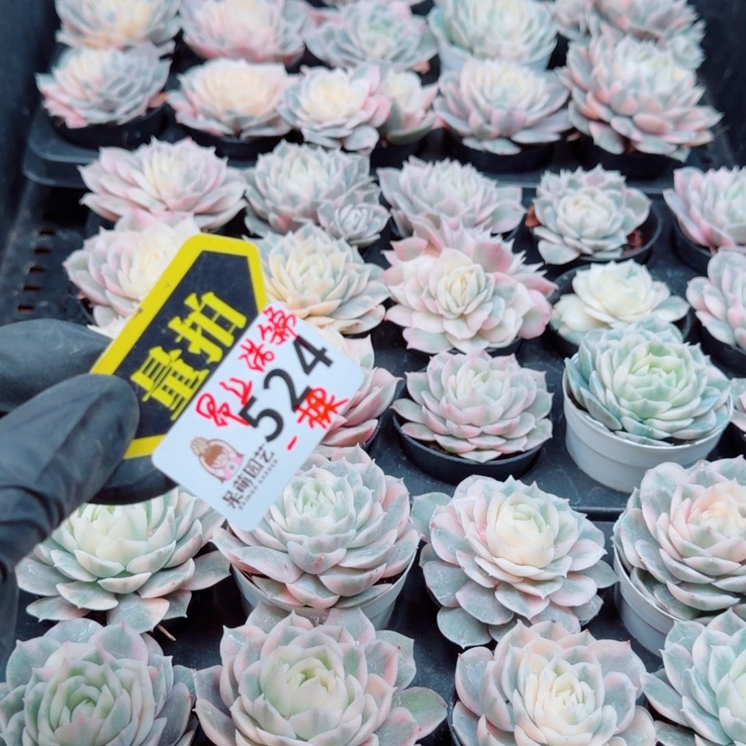 多肉植物多肉植物