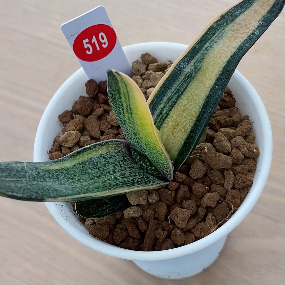 海**空519转实生带盆发货