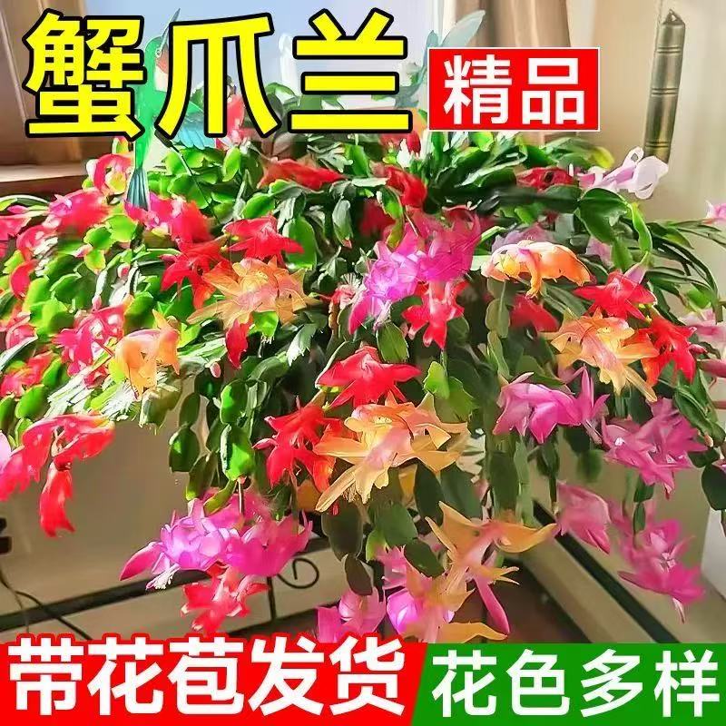 带花苞多色蟹爪兰花苗盆栽室内阳台好养四季开花卉