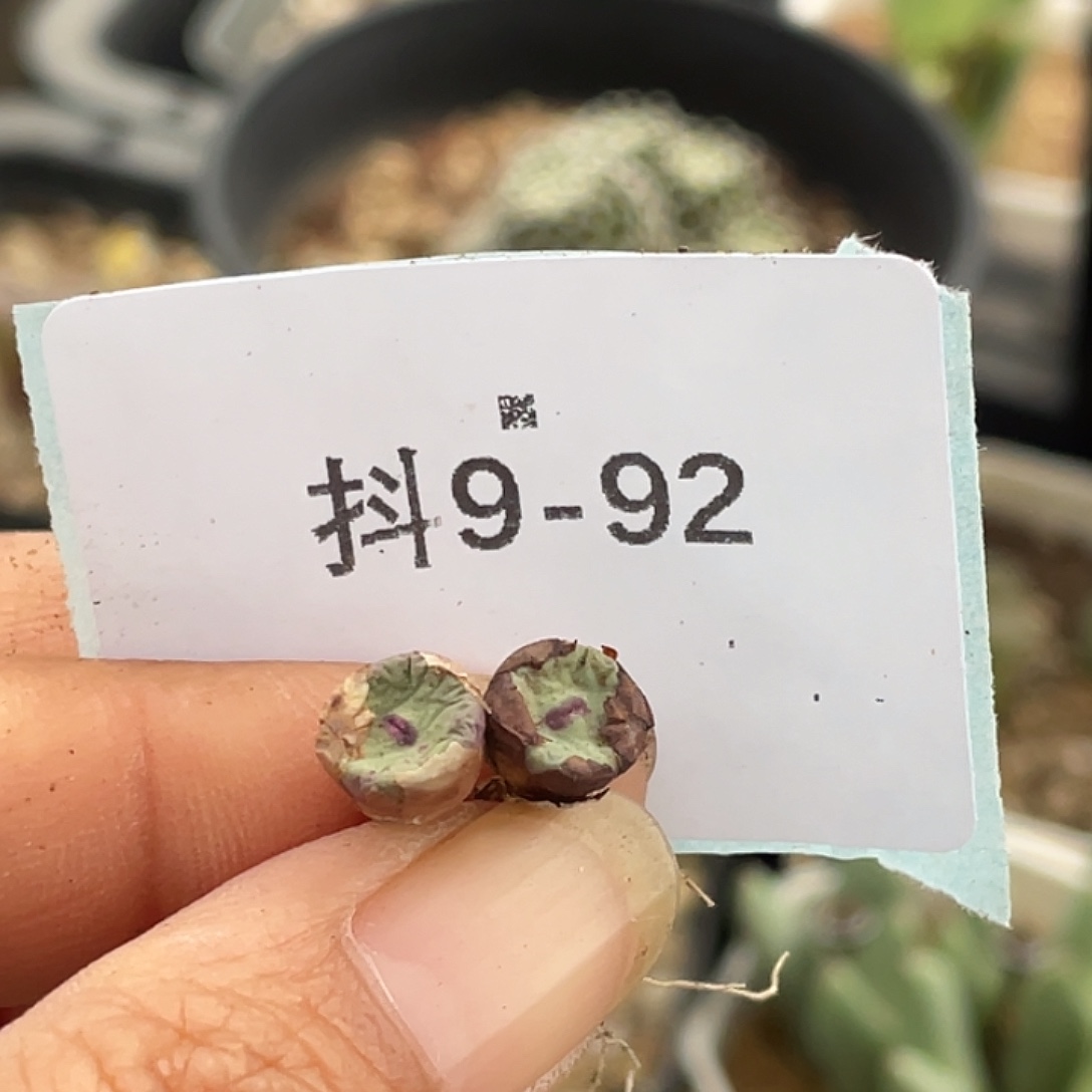 嬿***）9-92肉锥多肉植物