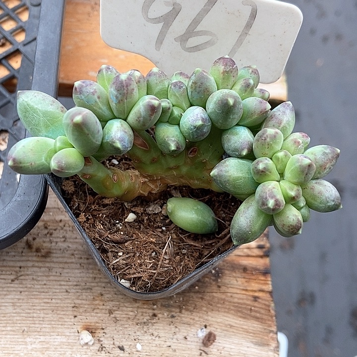 多肉植物千代田961