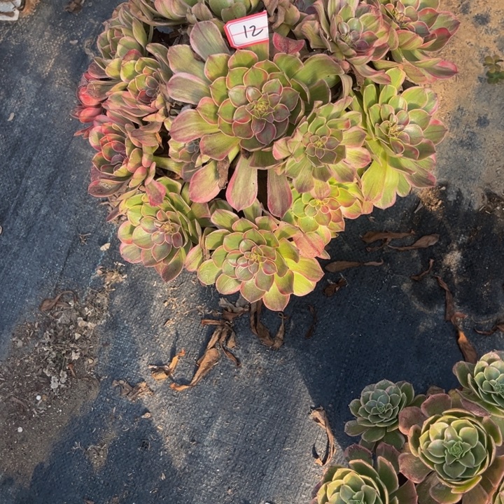 12多少自主法师博文