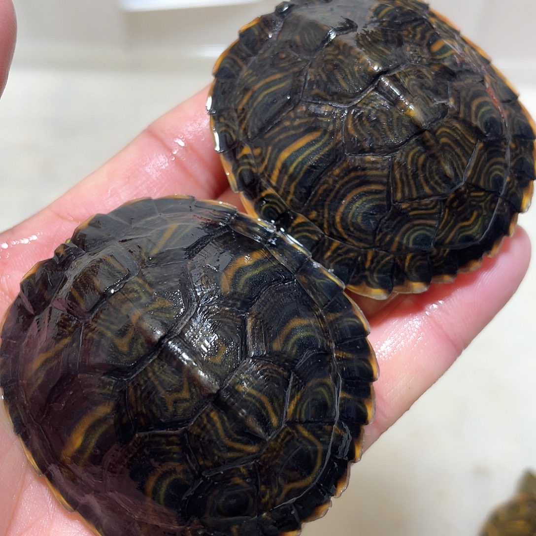 宠物龟不分公母2耳