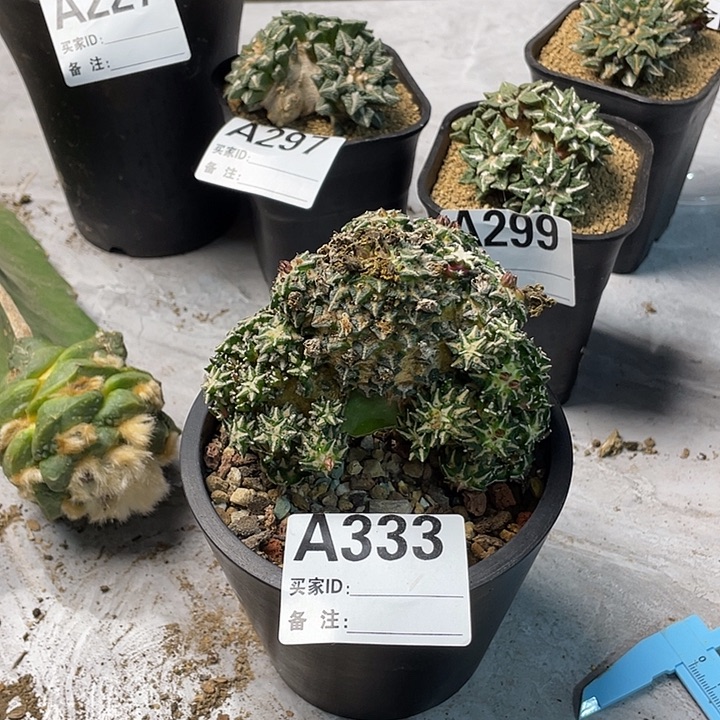 完全开放333姬牡丹一个