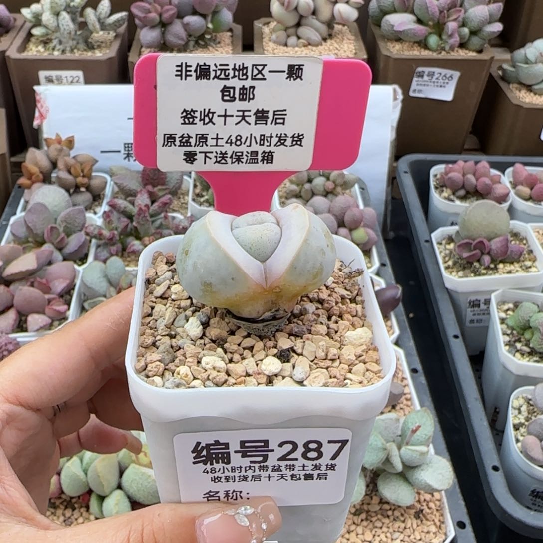 287高尔夫多肉植物