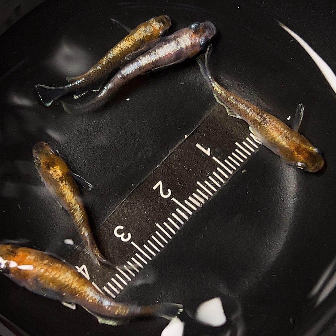 海水观背青鱂04一组54