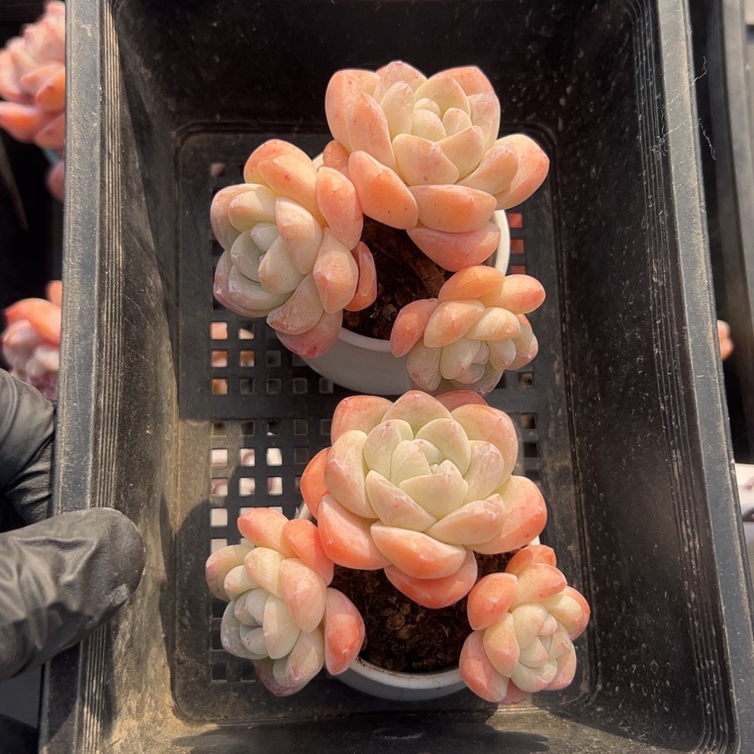 2784，俩个三头冰玉带盆发