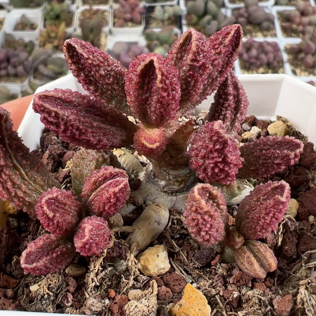 实生新品多肉植物多头纯木质桩