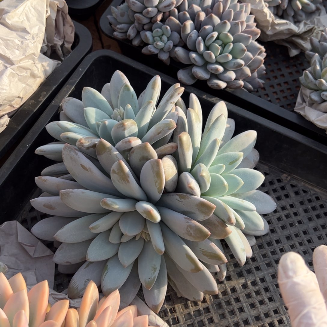 炭***羊11291111111111111111111